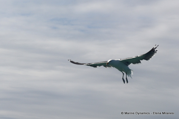 Cape gull, South Africa 